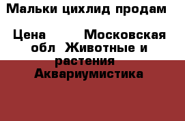 Мальки цихлид продам › Цена ­ 35 - Московская обл. Животные и растения » Аквариумистика   